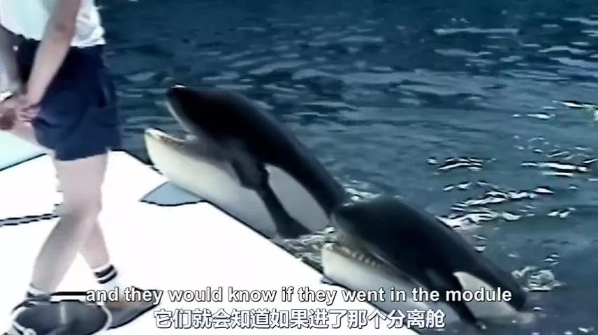 丧心病狂！每帧画面都在捅刀子，多少人忽视了这些人间惨剧…