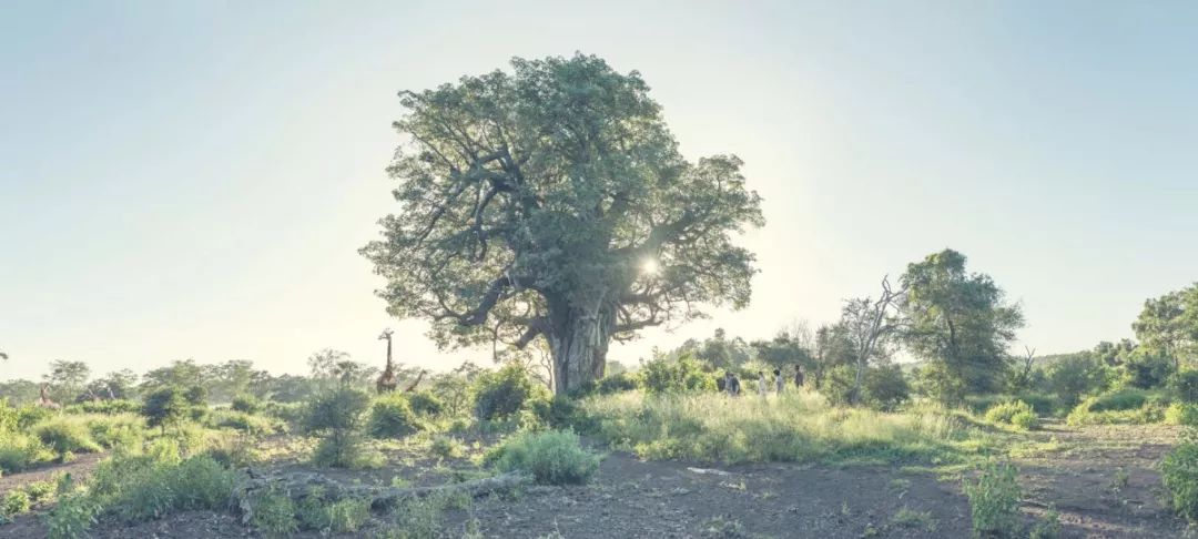 南非高尔夫球旅游,南非高尔夫
