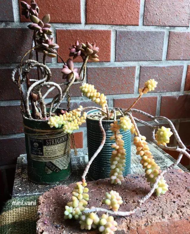 当破铜烂铁碰上多肉，这美度居然还能翻倍