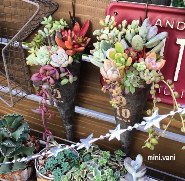 当破铜烂铁碰上多肉，这美度居然还能翻倍