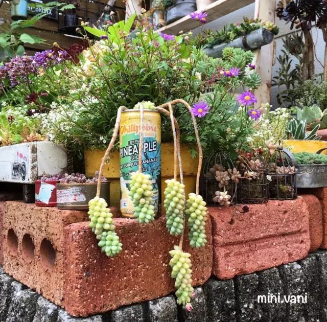 当破铜烂铁碰上多肉，这美度居然还能翻倍