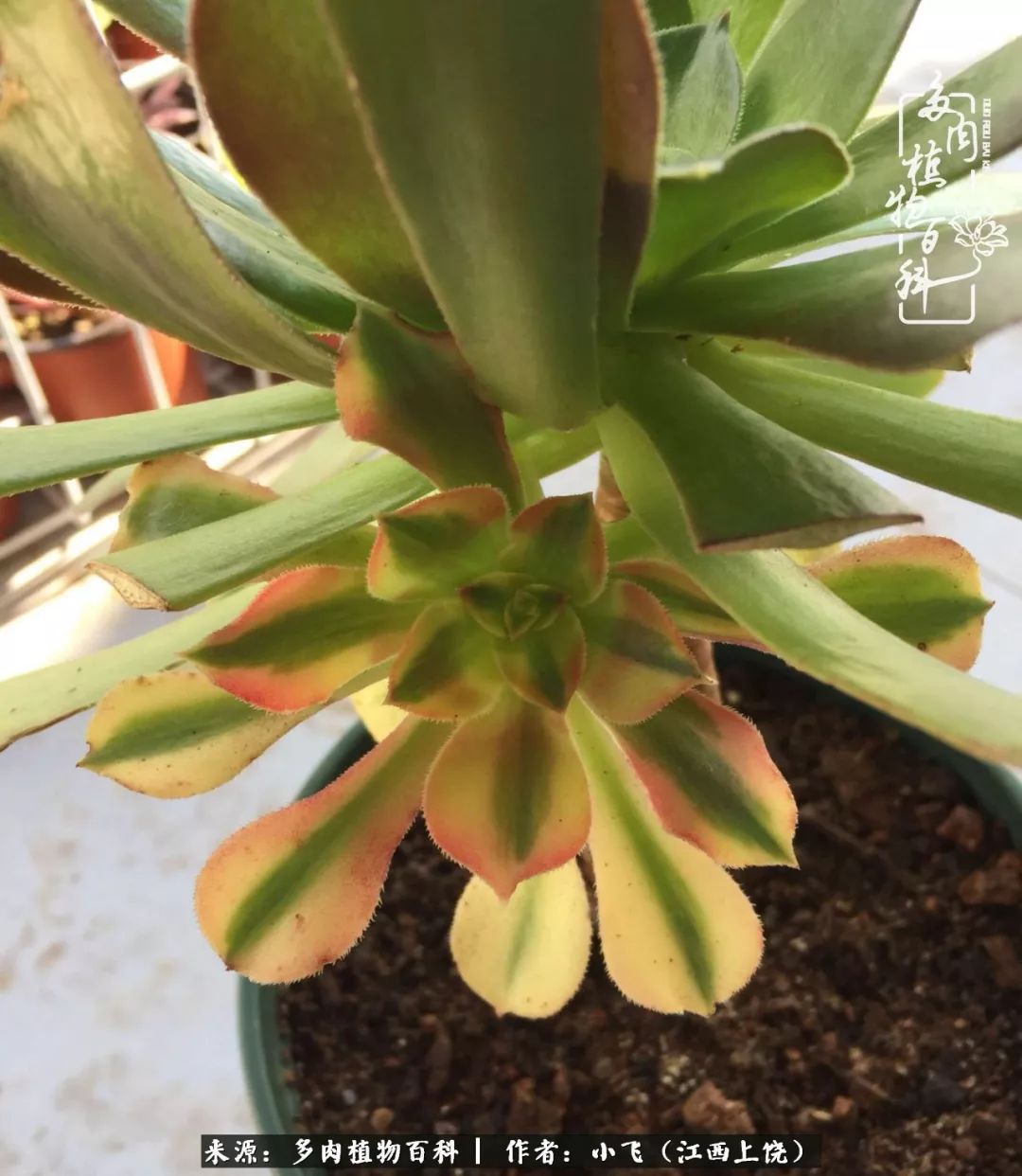 多肉法师品种科普之常见法师锦,法师多肉新品种锦光辉