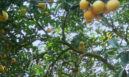 日本高光大牌,日本高光暗影哑光推荐