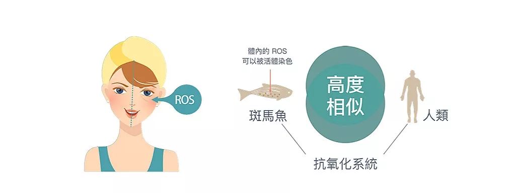 4成抗衰老眼霜抗衰老功效并不显著,同样功效的眼霜价格竟相差7倍?小鱼抗衰老眼霜绿鱼榜单为你揭晓