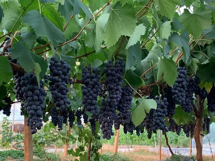 2022年有哪些新葡萄品种,2019葡萄新品种介绍