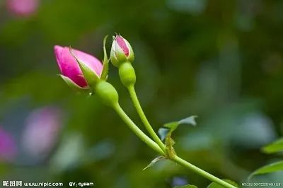 大姐月经太多了怎么办,女生大姨妈到了经期迟迟不来