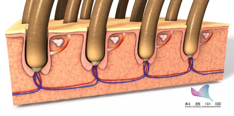鬼剃头是怎么造成的,鬼剃头的原因及解决方法