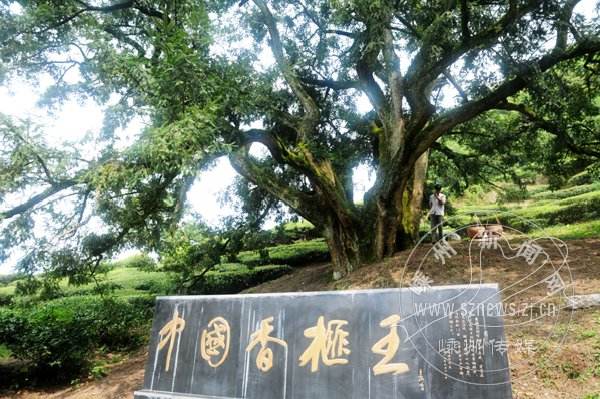 嵊州发展和改革,嵊州市经济发展