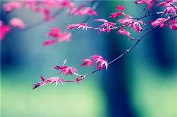 二年级摘抄排比句100条,排比句气势如虹