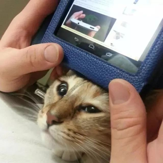 千万别养猫,来自万千网友的血泪控诉