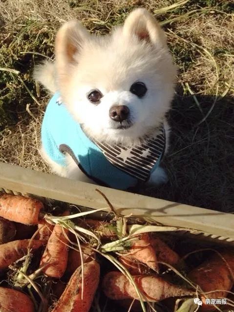 博美犬俊介君,日本博美犬俊介君