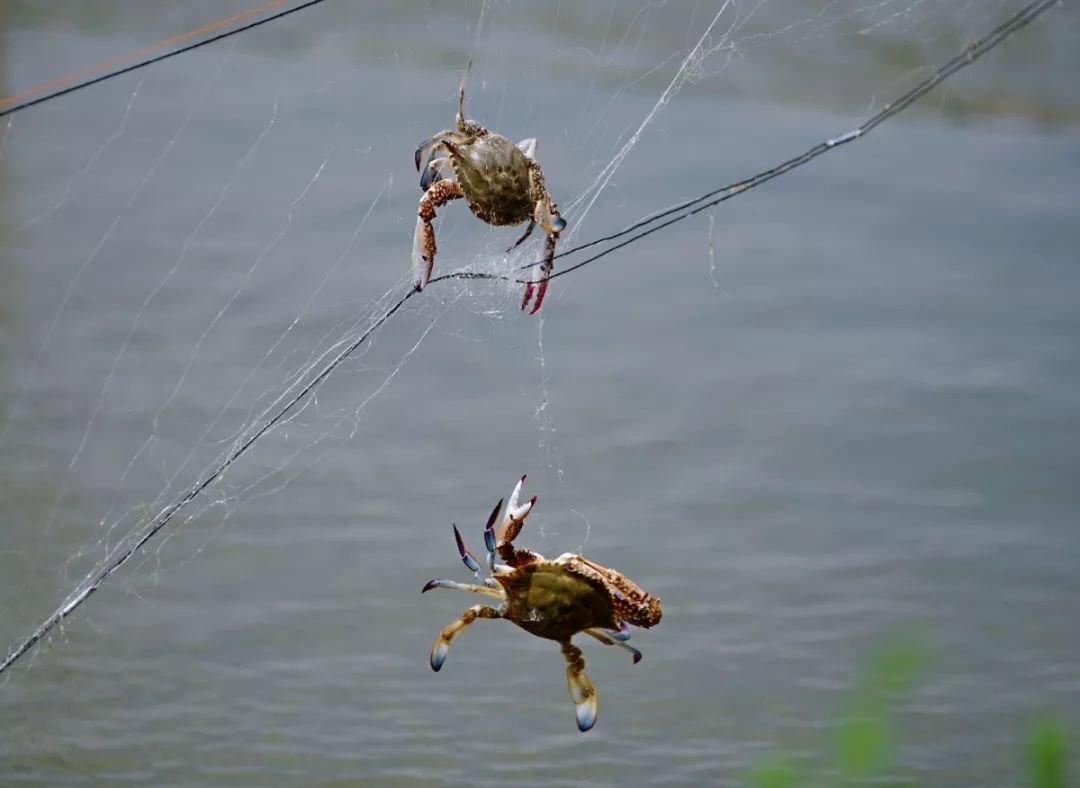 青岛梭子蟹什么时间最肥,青岛梭子蟹是养殖还是野生