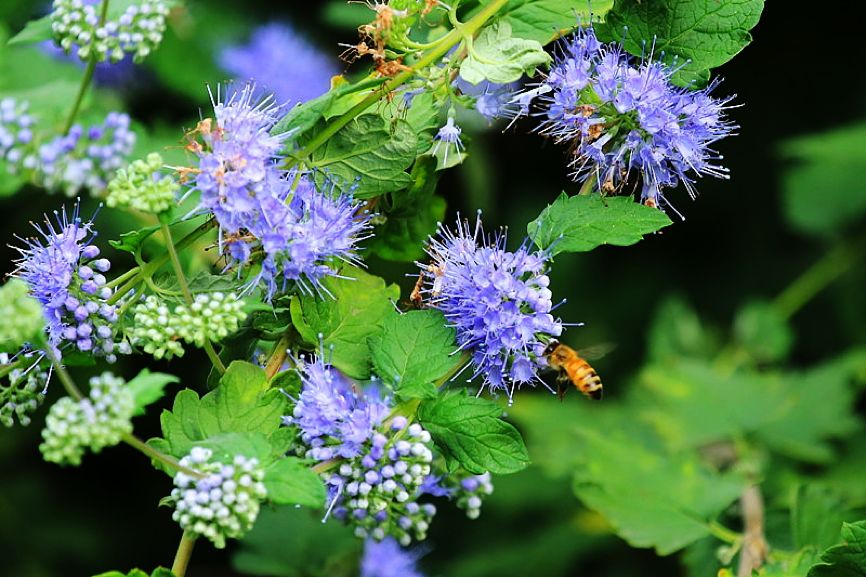 招蜂引蝶的小花园,最容易吸引蝴蝶的植物