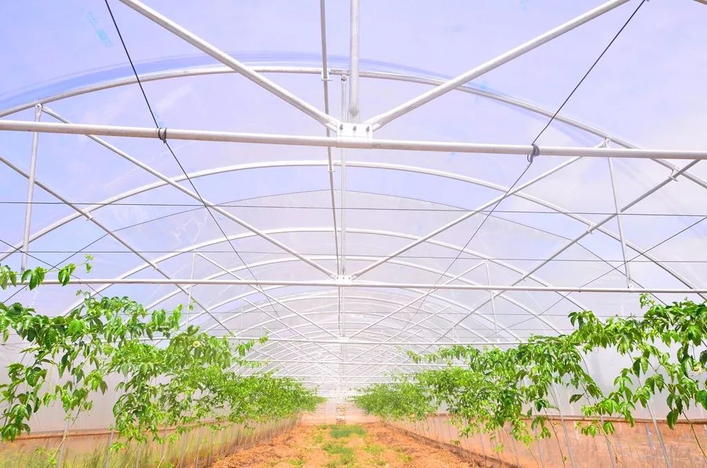 丹棱新水果,2022年新水果品种百香果