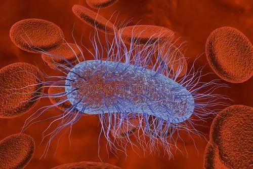 细菌性肝脓肿最主要的原因是,细菌性感染肝脓肿主要致病菌