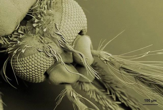 蚊子不会咬人吗,超级讨厌蚊子如何把蚊子赶尽杀绝