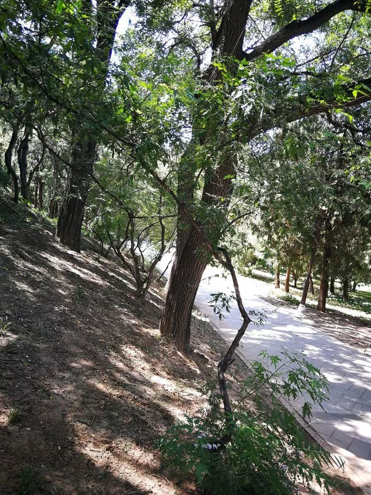 负荆请罪中的荆条,负荆请罪里的荆条