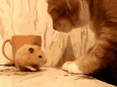 舶来品是真的吗,海外舶来品