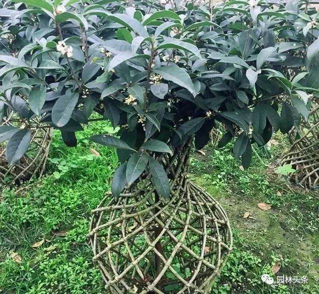 最适合做造型苗的10大树种