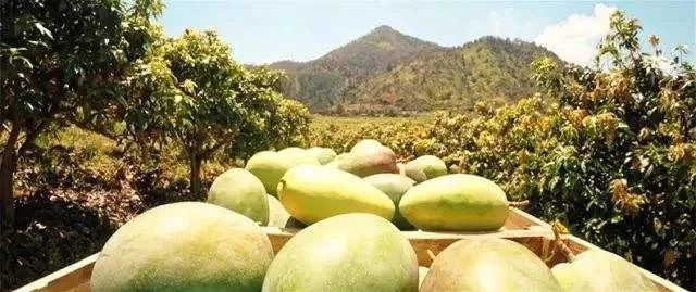 调节你家的气味儿，不只买香薰那么简单