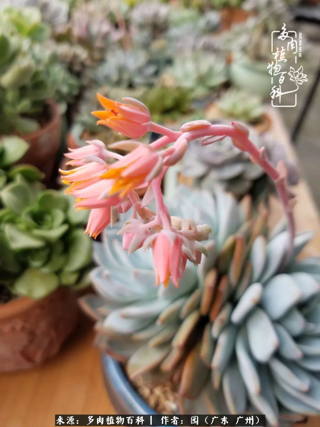 多肉粉色仙人球开花图片,开花最好看的多肉仙人球