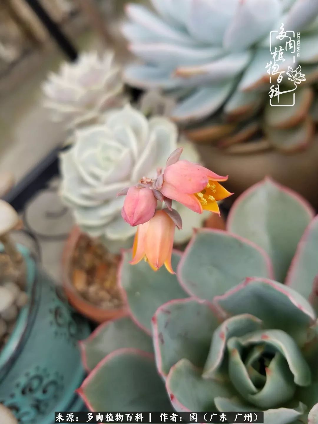 多肉粉色仙人球开花图片,开花最好看的多肉仙人球