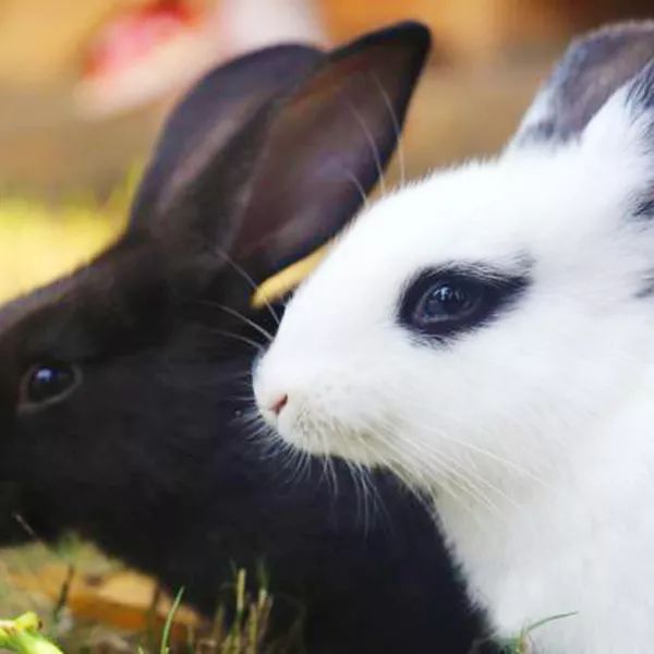 三亚3天2晚亚特兰蒂斯,三亚5天4晚亚特兰蒂斯酒店双人游