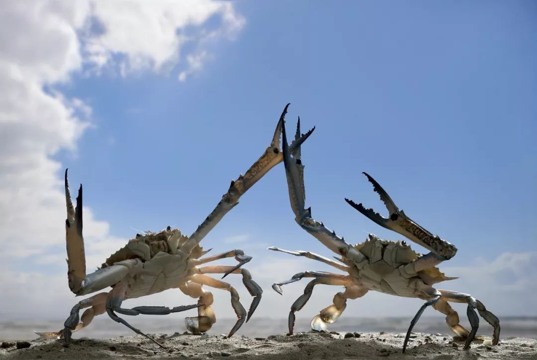 中秋佳节大闸蟹继续发货,梁子湖大闸蟹中秋节