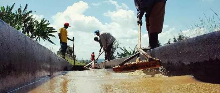 咖啡亲身体验制作过程,咖啡采摘方式及具体操作过程