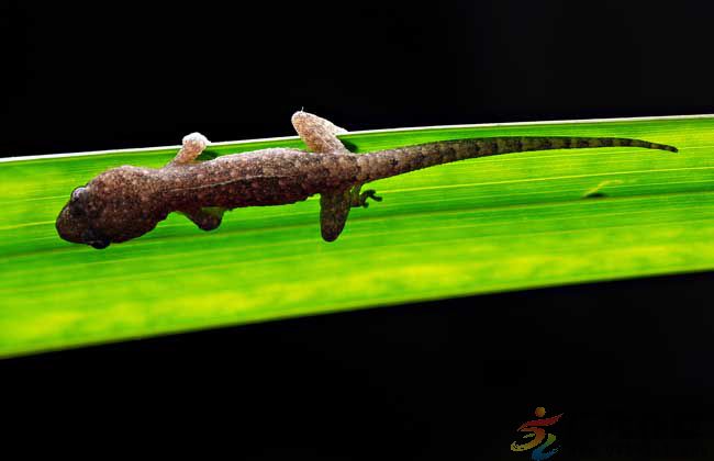 小孩被壁虎咬了怎么办,被壁虎咬伤了怎么办