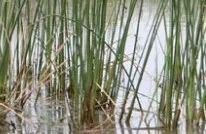 世园会植物,世园会蔬菜图片大全