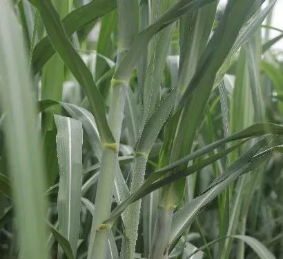 全国最大甘蔗制糖厂,曾创日榨蔗5000吨辉煌佳绩