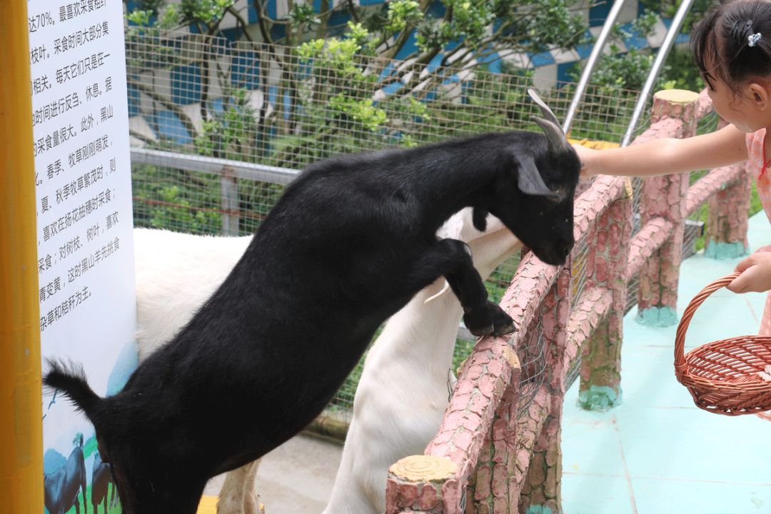 南沙百万葵园免费吗,南沙百万葵园开放时间最新