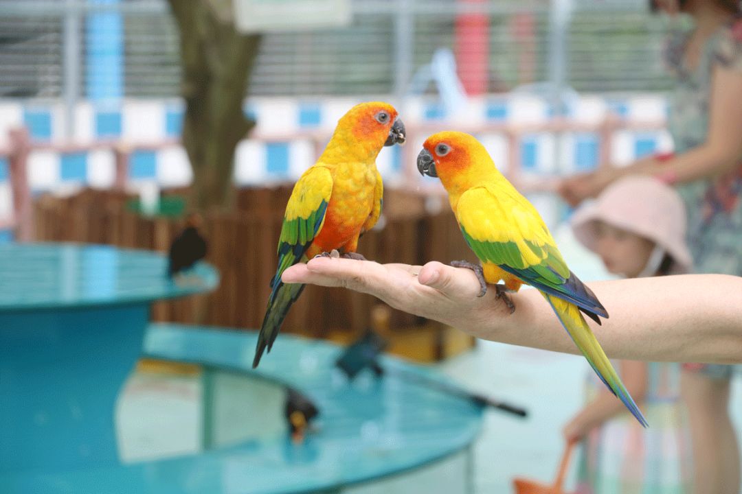 南沙百万葵园免费吗,南沙百万葵园开放时间最新