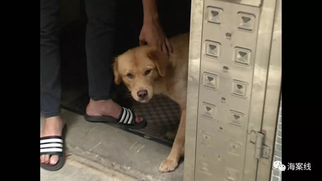 狗狗咬狗怎么赔偿,被狗咬狗主人不赔可以打死狗吗