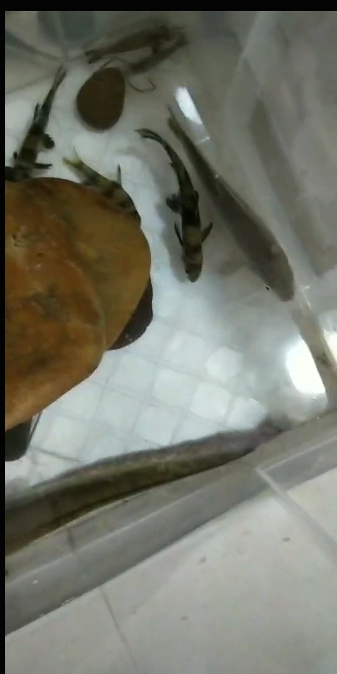 小白长江边路亚表演，现场练习绑8字环