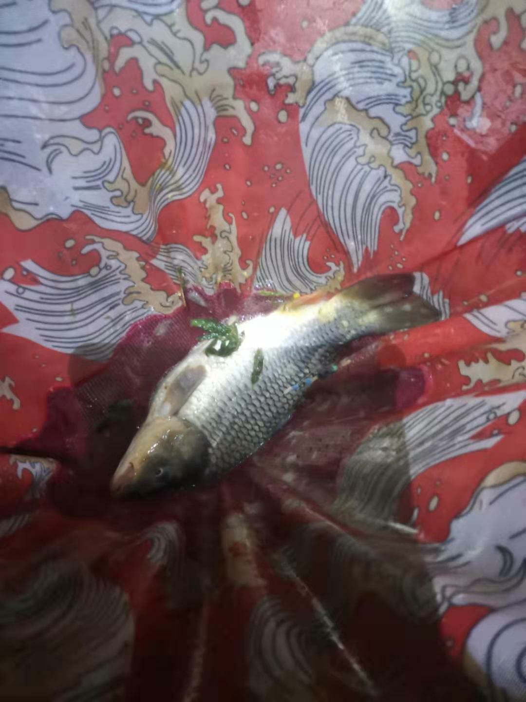 自制鲫鱼窝料没有味精,四季通用自制鲤鱼鲫鱼窝料