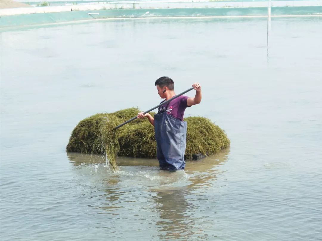 大闸蟹好的蟹黄口感怎么样,这大闸蟹真新鲜咬一口全是蟹黄