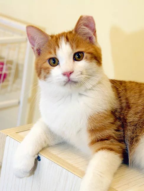 领养猫咪哪一种年龄最合适,领养一只小猫咪的十个理由