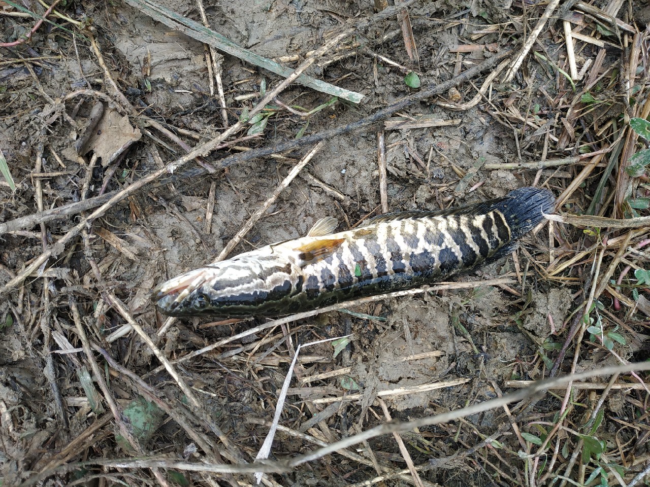 如何把握钓鱼时间,一天钓鱼最好时间段是中午吗