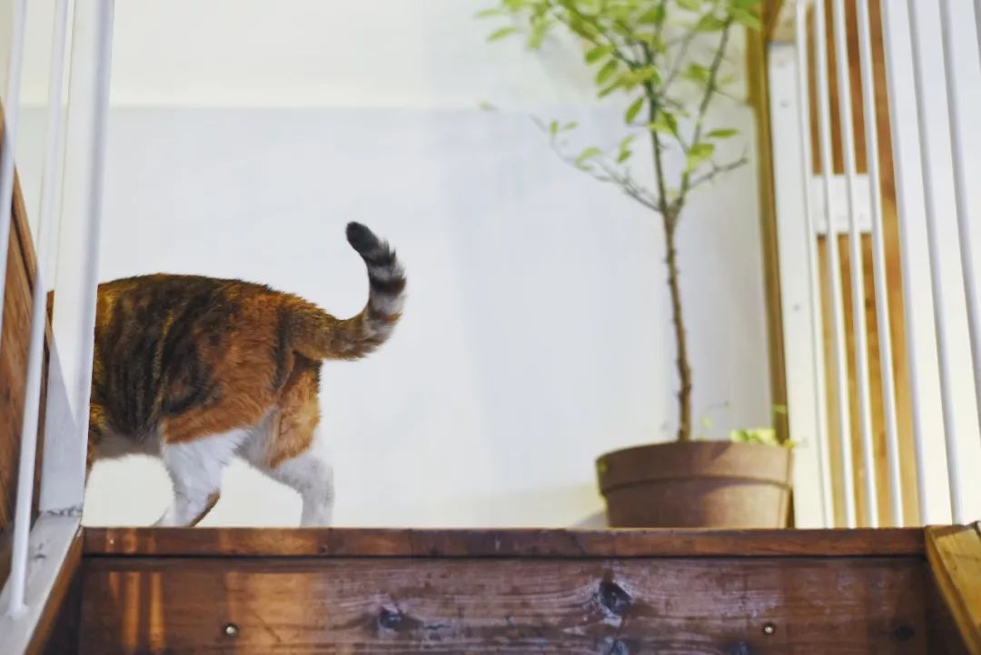 厦门自助旅游食住攻略,厦门旅游吃什么实惠