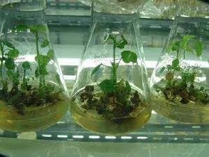 转基因植物培育成功,世界首例转基因植物诞生于哪一年