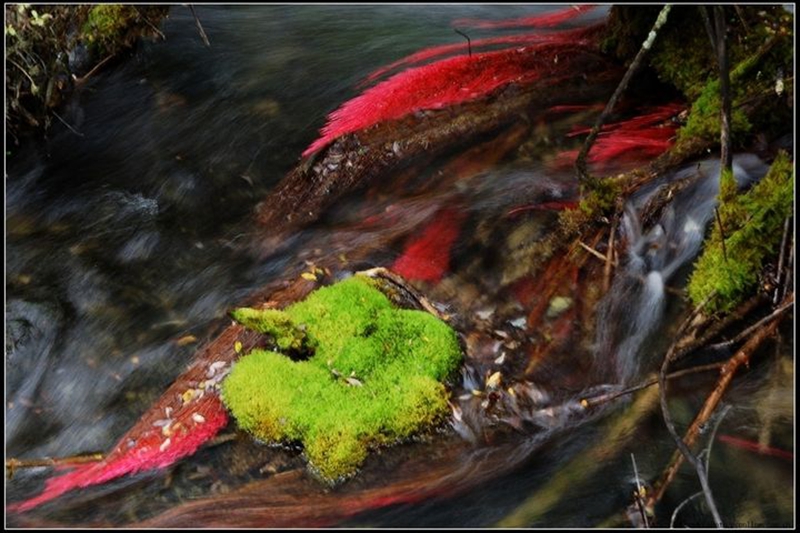 滨州市朗诵协会新年诗会,滨州诗词朗诵协会