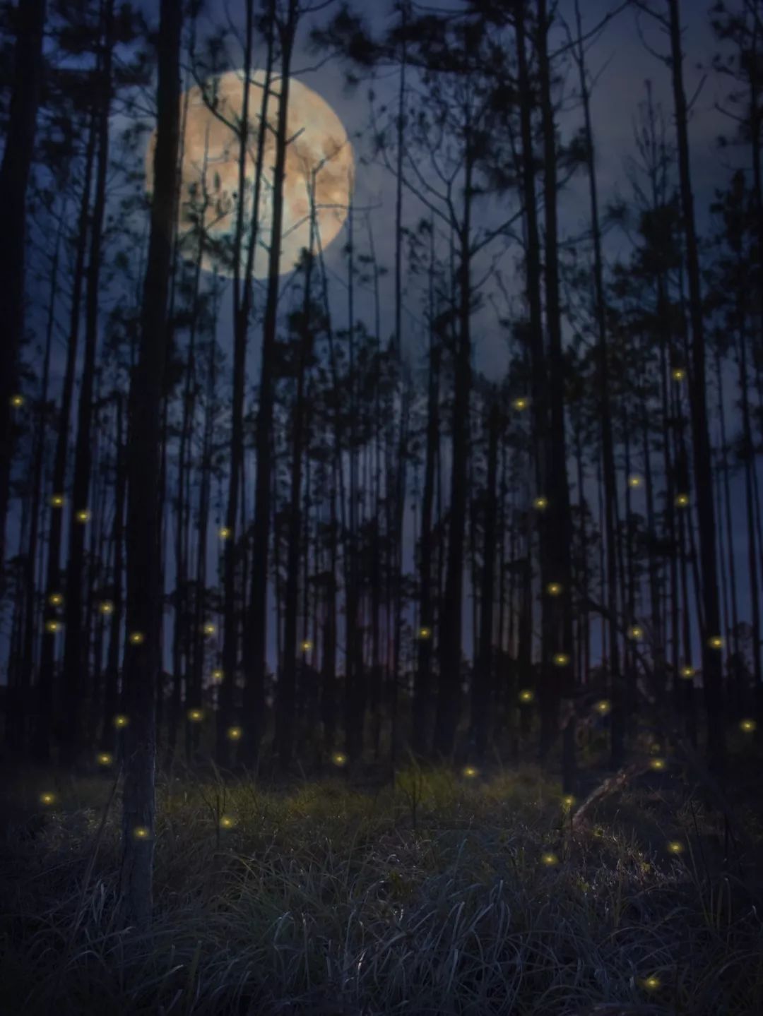 白露节气一场秋雨一场凉,有关24节气白露的知识