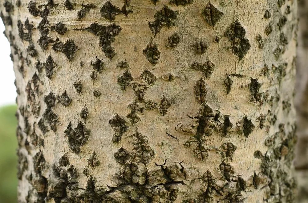 中秋佳节，聊一聊桂花的那些事儿~