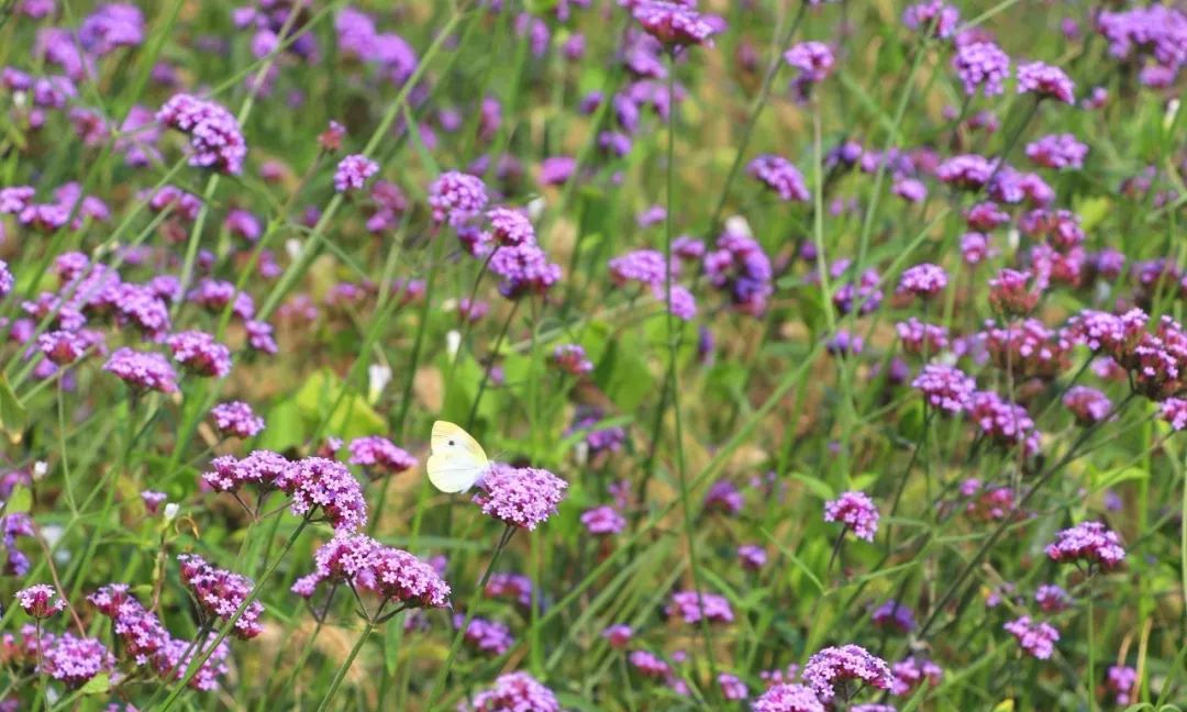 新盈泰温泉度假村,盈泰温泉度假村一日游