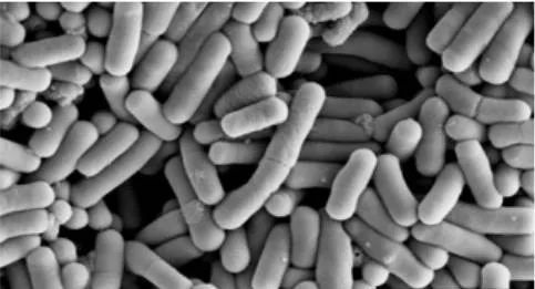 为什么喝乳酸菌奶能改善肠道,酸奶和乳酸菌是一回事吗