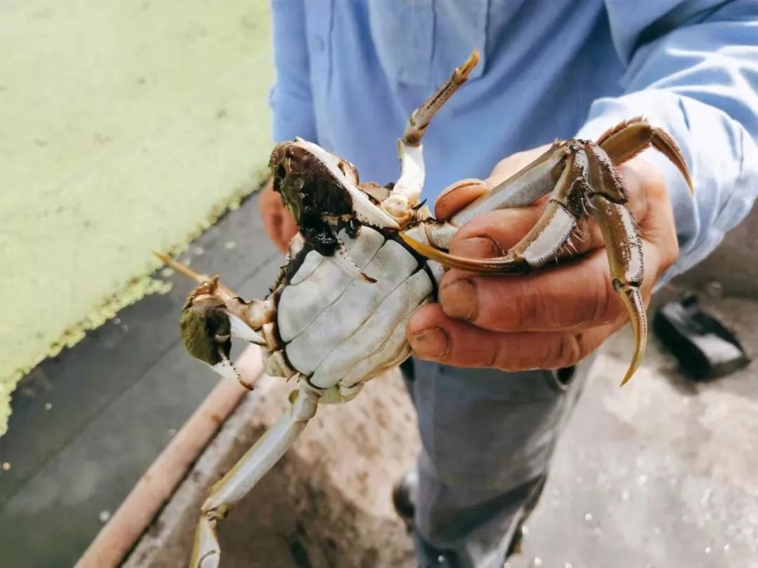 阳澄湖大闸蟹最佳吃蟹时间段,阳澄湖大闸蟹的最近品尝时间