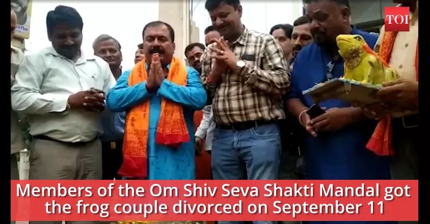 印度人为了求雨给青蛙办婚礼 (印度青蛙办婚礼求雨)