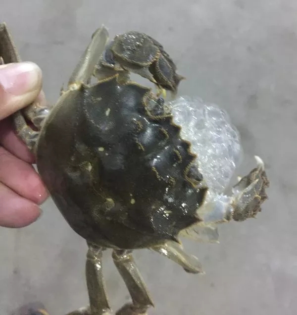 金秋吃蟹有什么讲究,金秋吃蟹攻略教你如何挑好蟹
